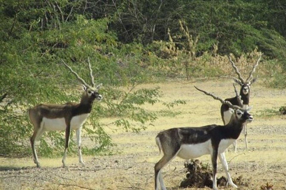 Bishnoi Village Safari Private Half Day Tour - From Jodhpur to the Bishnoi villages: how this private Jeep safari feels