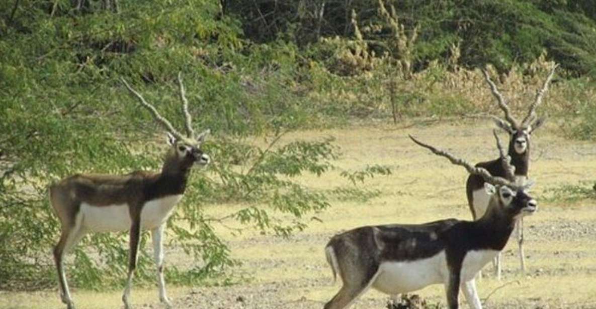 Bishnoi Village Safari Private Half Day Tour - Guda Bishnoiyan: wildlife sightings plus real conversation