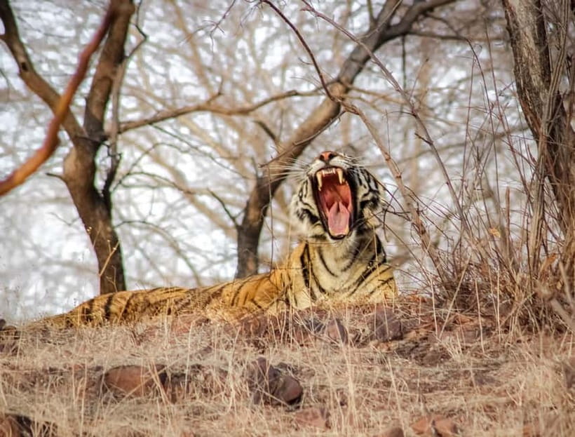 Canter Safari: Skip-the-line Entry Ranthambore Tiger Reserve - Key things worth knowing before you go
