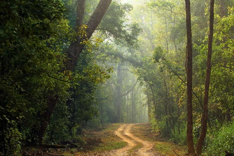 Canter Safari: Skip-the-line Entry Ranthambore Tiger Reserve - The 3-hour flow: what happens during your guided wildlife viewing
