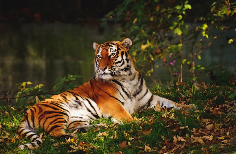 Canter Safari: Skip-the-line Entry Ranthambore Tiger Reserve - Tiger reserve rules you need to respect (and why that’s part of the value)