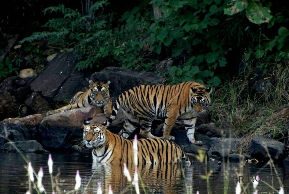 Canter Safari: Skip-the-line Entry Ranthambore Tiger Reserve - Before you go checklist: what to bring and what to plan for