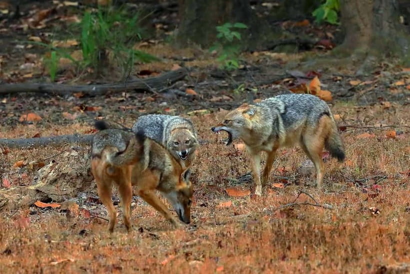 Canter Safari: Skip-the-line Entry Ranthambore Tiger Reserve - Timing in the reserve: when you should choose your safari slot