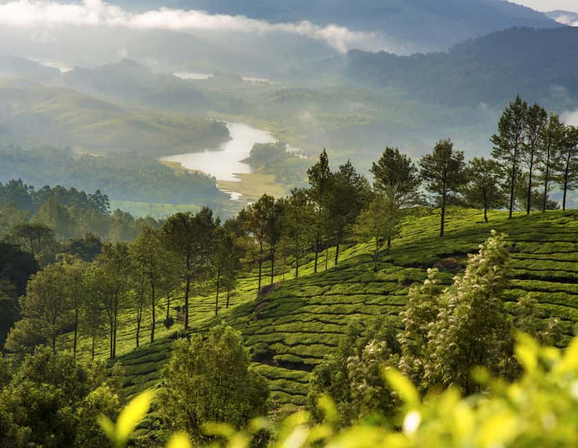 Cochin: 5-Day Kerala Tour with Munnar, Thekkady and Alleppey - Day 2 Eravikulam National Park and Munnar’s Tea-Garden Lessons