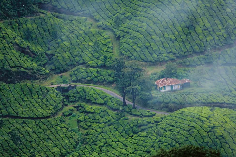 Cochin: 5-Day Kerala Tour with Munnar, Thekkady and Alleppey - Day 4 Alleppey Backwaters: The Houseboat Day That Actually Feels Like a Getaway