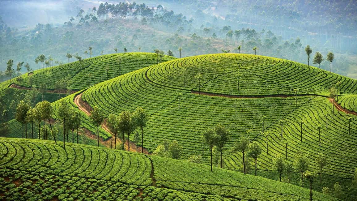 Cochin: 5-Day Kerala Tour with Munnar, Thekkady and Alleppey - Who This Kerala Tour Suits Best (and Who Should Rethink)