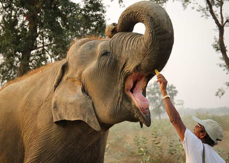 Delhi: 3Day Golden Triangle with Elephant SOS (5 Star Hotel) - Key things that make this trip worth your attention