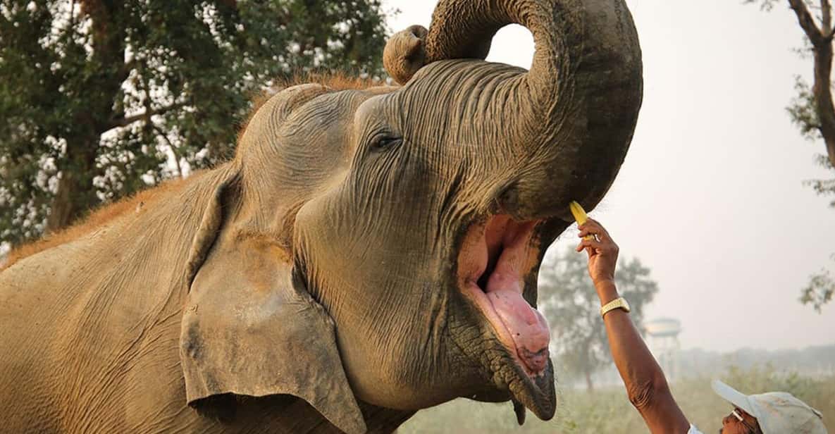 Delhi: 3Day Golden Triangle with Elephant SOS (5 Star Hotel) - Agra Day 2: planning your Taj Mahal sunrise moment the smart way