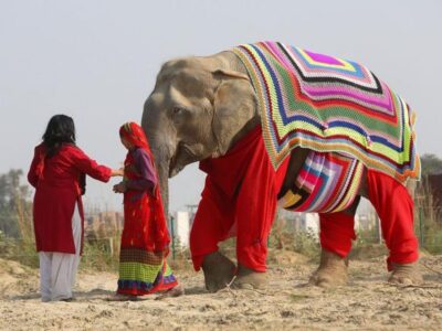 Delhi: 3Day Golden Triangle with Elephant SOS (5 Star Hotel) - Day 1 in Delhi: Red Fort to Humayun’s Tomb, with Old Delhi streets in between