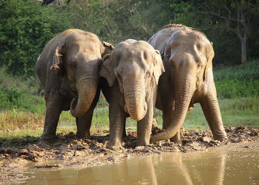 Delhi: 3Day Golden Triangle with Elephant SOS (5 Star Hotel) - Elephant SOS on Day 2: meeting rescued elephants, with both wonder and tradeoffs