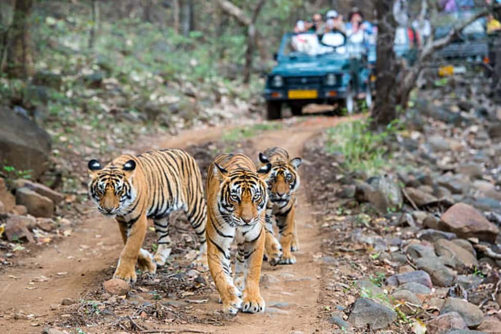 Delhi Agra Jaipur Golden Triangle Multiday Trip with Safari - Pushkar on the 7-day plan: a calmer contrast