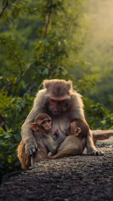 Delhi: Monkey Safari guided walking tour - Monkey Safari: what makes this Delhi morning special