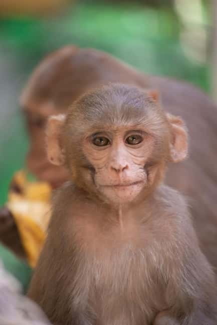 Delhi: Monkey Safari guided walking tour - Key highlights you’ll feel right away