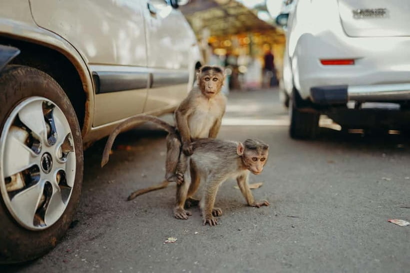 Delhi: Monkey Safari guided walking tour - Connaught Place sunrise photo stop: the city in one frame