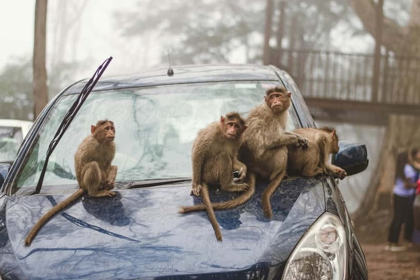 Delhi: Monkey Safari guided walking tour - Chai and street-life breaks between temples and monkeys