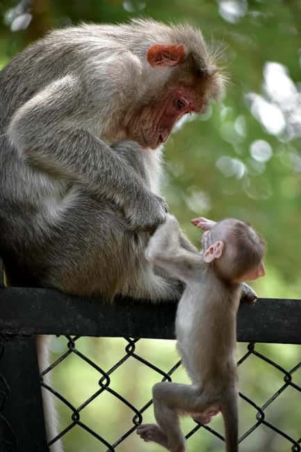 Delhi: Monkey Safari guided walking tour - Starting at R K Ashram metro: the easiest way to find your guide