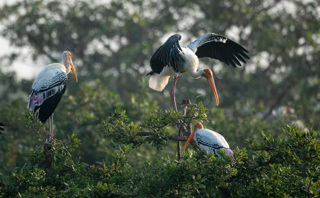 From Delhi: 5 Day Golden Triangle, Safari, & Bird Sanctuary - The Best Bits You’ll Actually Feel