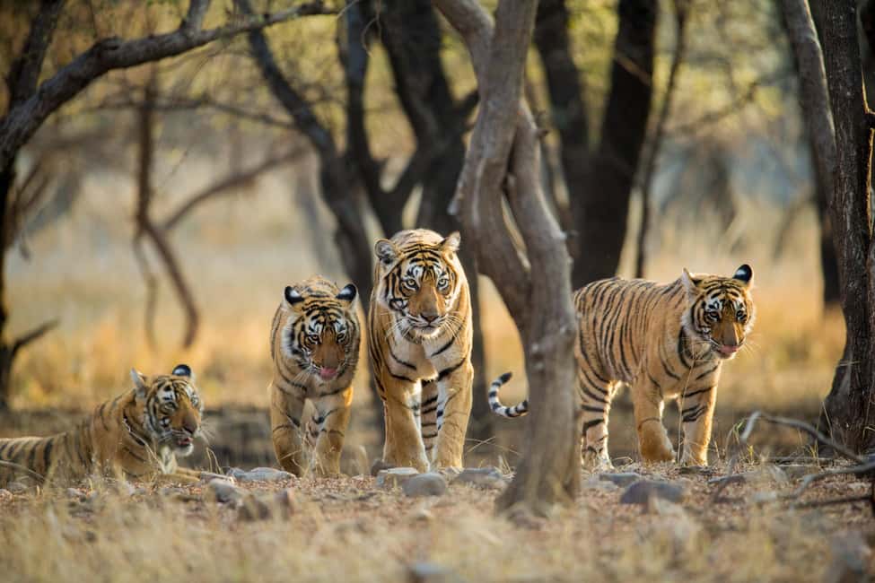 From Delhi: 5 Day Golden Triangle, Safari, & Bird Sanctuary - Bharatpur Bird Sanctuary: A Slower Pace With Big Payoff