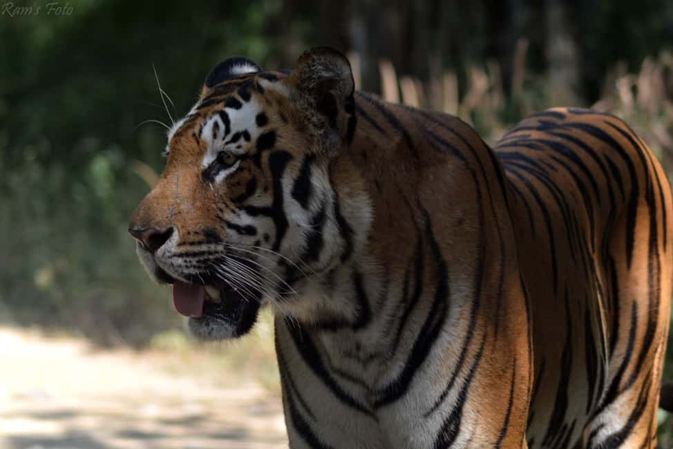 From Delhi: 5 Day Golden Triangle, Safari, & Bird Sanctuary - Days 3 and 4 in Ranthambore: Morning and Evening Tiger Safari