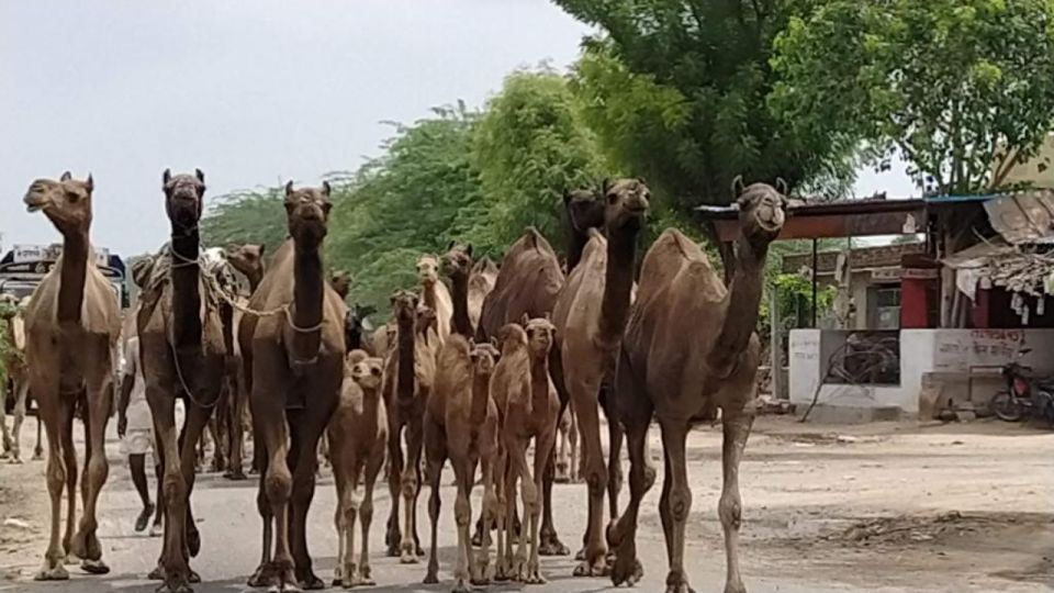 From Jodhpur: Half-Day Tour, Camel Ride, & Dinner in Osian - The 6-Hour Reality: How This Half-Day Actually Works